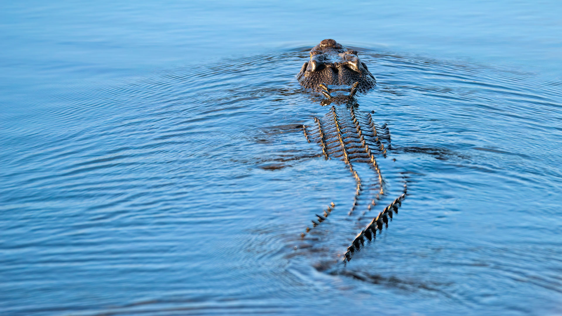 Kakadu National Park - Bootstour im Yellow Water Billabong - Leistenkrokodil